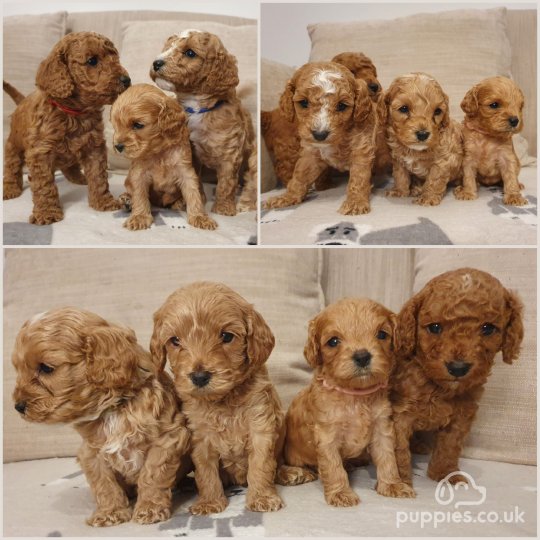 Cavapoo - Both