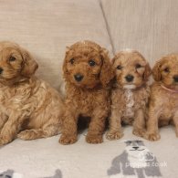 Cavapoo - Both