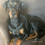 Doberman - Dogs