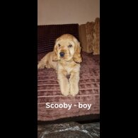 Cocker Spaniel (Working &amp; Show) - Both