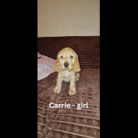 Cocker Spaniel (Working &amp; Show) - Both