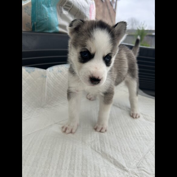 Siberian Husky - Both