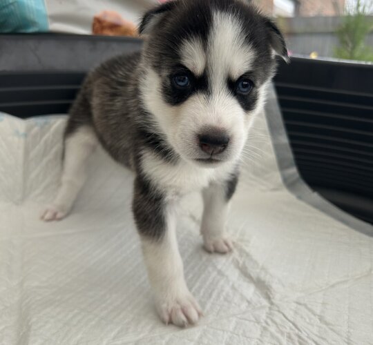 Siberian Husky