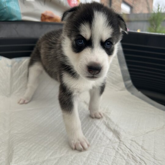 Siberian Husky - Both