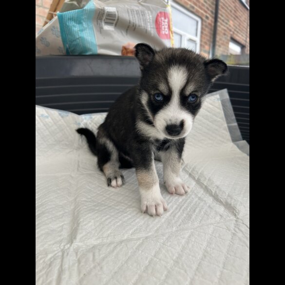 Siberian Husky - Both