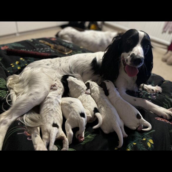 English Springer Spaniel - Bitches