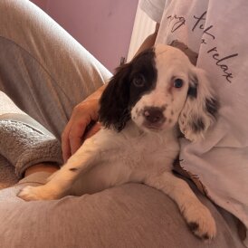 English Springer Spaniel - Bitches