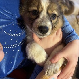 Welsh Collie - Both