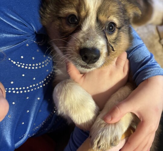 Welsh Collie