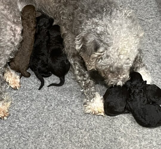 Bedlington Terrier