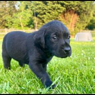 Labrador Retriever - Dogs