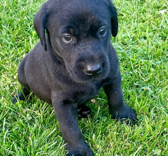 Labrador Retriever