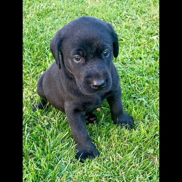 Labrador Retriever - Dogs