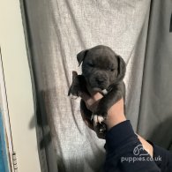 Staffordshire Bull Terrier - Bitches