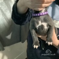 Staffordshire Bull Terrier - Bitches