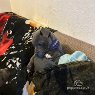 Staffordshire Bull Terrier - Bitches