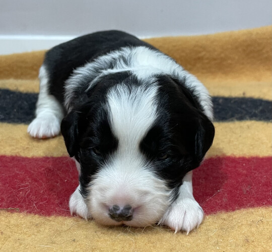 Cocker Spaniel (Working &amp; Show)