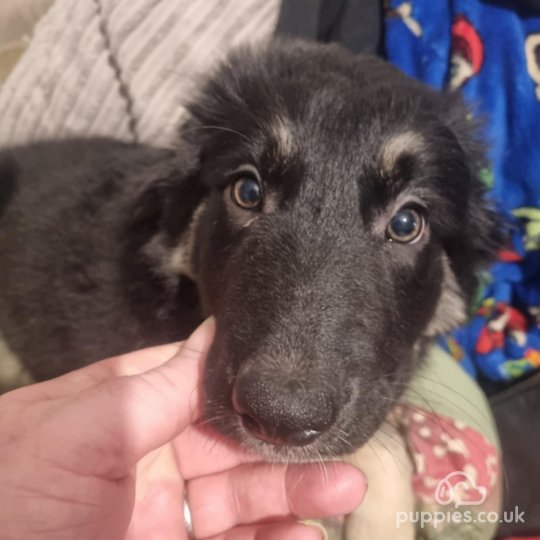 Border Collie - Both