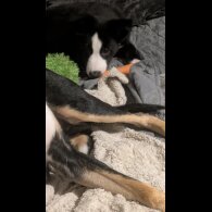 Border Collie - Both