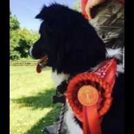 Border Collie - Dogs