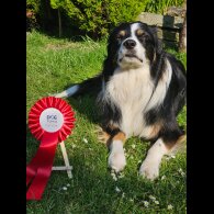 Border Collie - Dogs