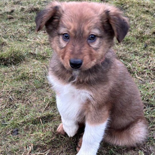 Border Collie - Dogs