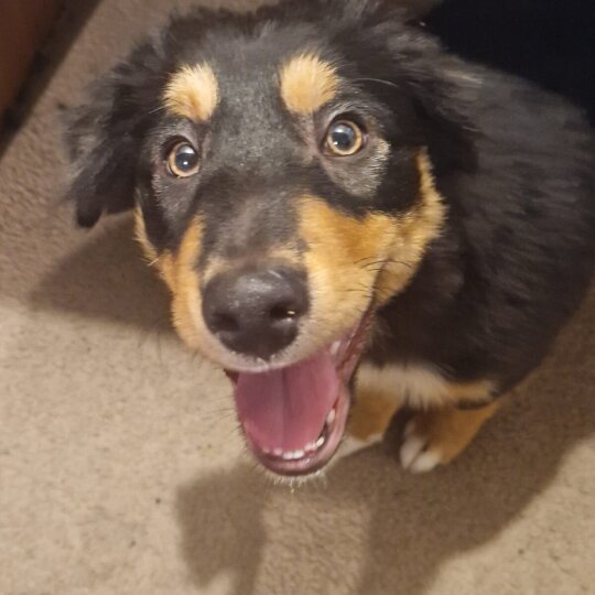 Border Collie - Dogs