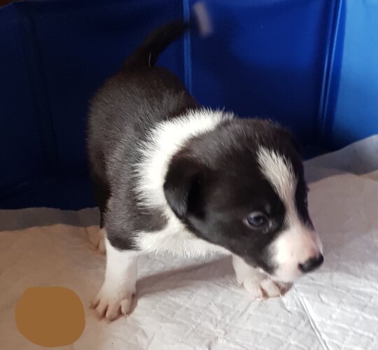 Border Collie