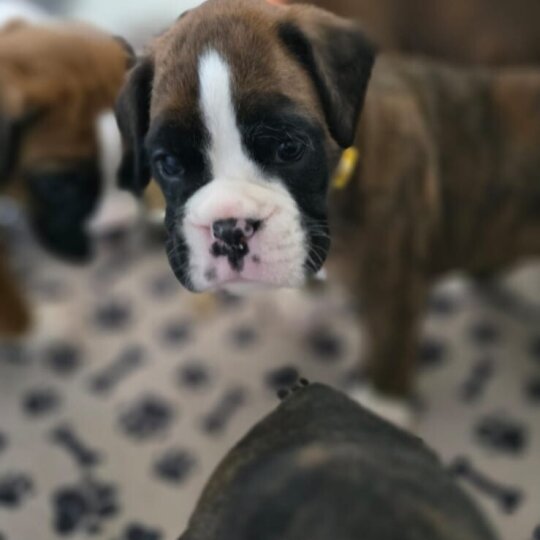 Boxer - Both