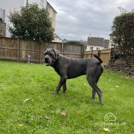 Cane Corso - Both