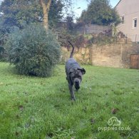 Cane Corso - Both