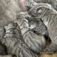 Cane Corso - Both