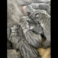 Cane Corso - Both