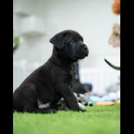 Cane Corso - Both