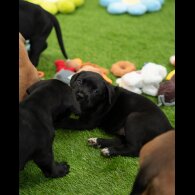 Cane Corso - Both