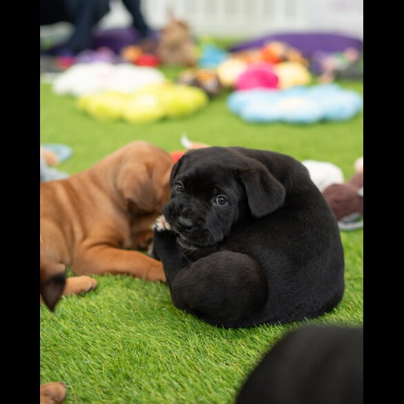 Cane Corso - Both