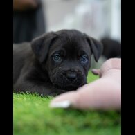 Cane Corso - Both