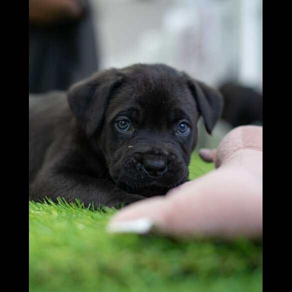 Cane Corso - Both