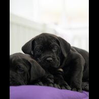 Cane Corso - Both