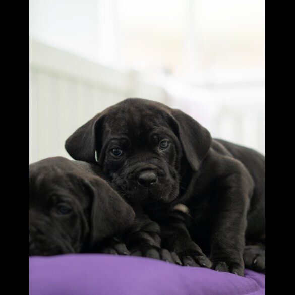 Cane Corso - Both