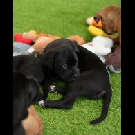 Cane Corso - Both