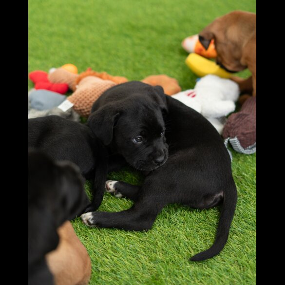 Cane Corso - Both