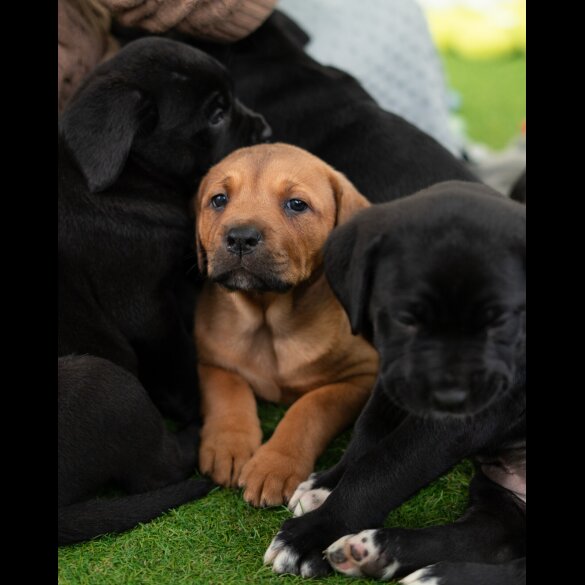 Cane Corso - Both