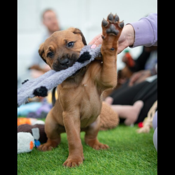 Cane Corso - Both