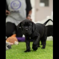 Cane Corso - Both