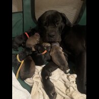 Cane Corso - Both