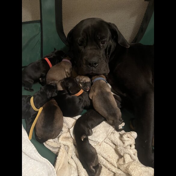 Cane Corso - Both