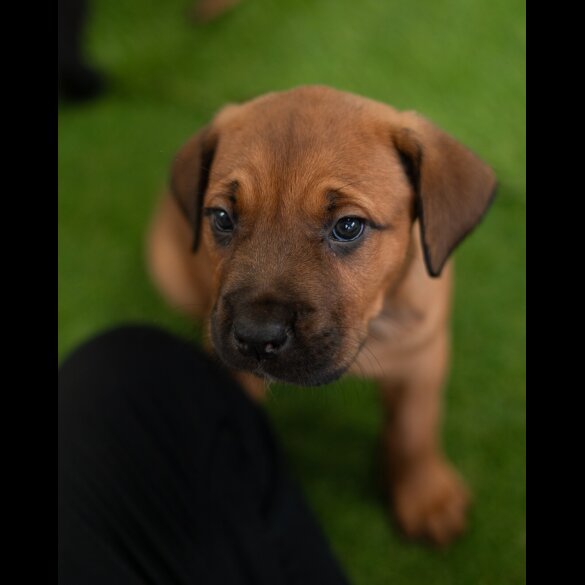 Cane Corso - Both