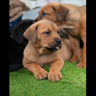 Cane Corso - Both