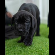 Cane Corso - Both